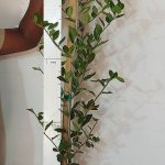 Apodytes Dimidiata 20lt (Tree)