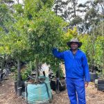 Apodytes Dimidiata 250lt Tree