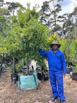 Apodytes Dimidiata 250lt Tree