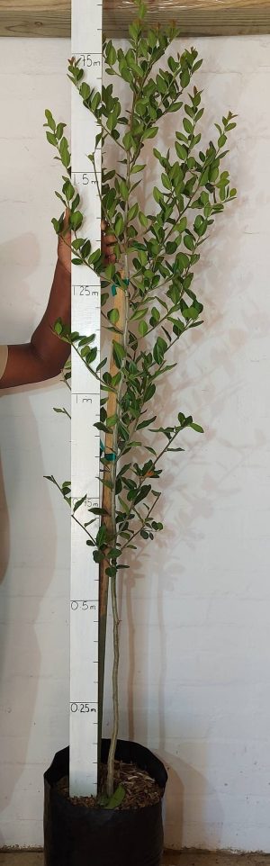 Apodytes Dimidiata 20lt (Tree)