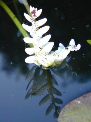 Aponogeton Distachyos (Waterblommetjie) 16cm Pot