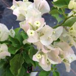 Bougainvillea Apple Blossom 10lt