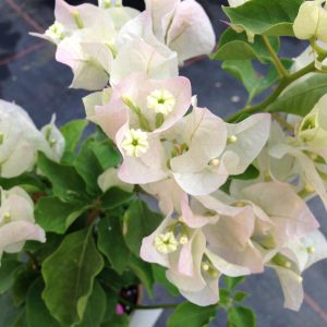 Apple-Blossom.jpg Bougainvillea Apple Blossom 10lt