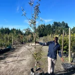 Apple - Golden Delicious 70lt