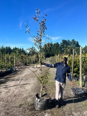 Apple - Golden Delicious 70lt