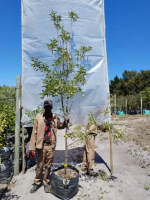 Apple - Golden Delicious 70lt