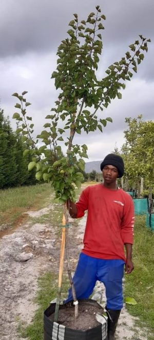 Apricot Bulida Tree 70lt