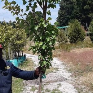 Apricot-Royal-70lt.jpg Apricot Royal Tree 70lt