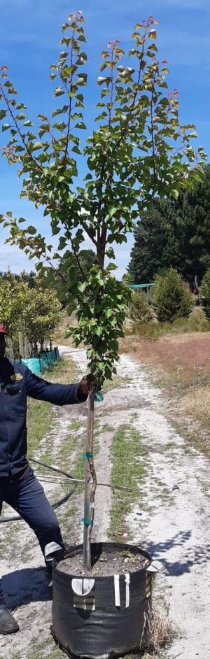 Apricot Royal Tree 70lt