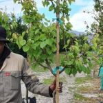 Apricot Soldonne Tree 70lt