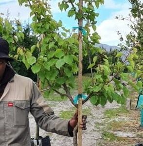 Apricot-Soldonne-70lt.jpg Apricot Soldonne Tree 70lt
