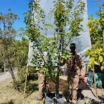 Apricot Royal Tree 70lt