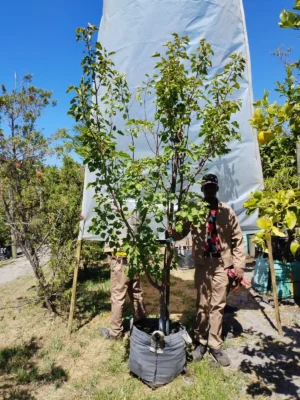 Apricot Royal Tree 70lt