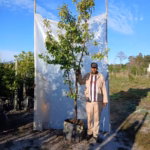 Apricot Soldonne Tree 70lt