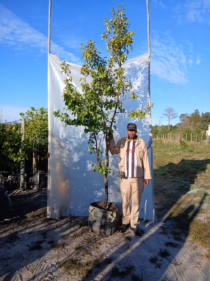 Apricot Soldonne Tree 70lt