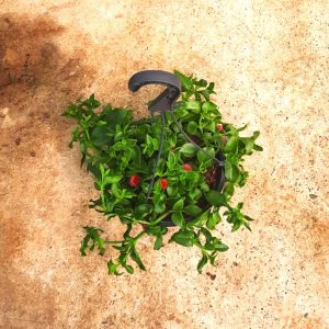 Aptenia Cordifolia Red 20cm Hanging Basket