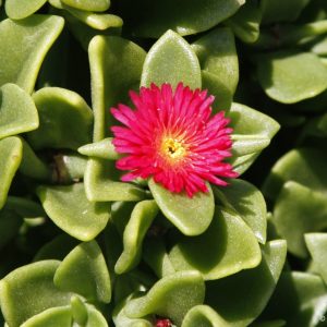 Aptenia Cordifolia 4lt