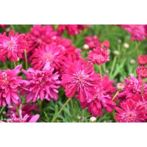 Argyranthemum-Dwarf-Pink-Pompom-15cm-Pot.jpg Argyranthemum 'Dwarf Pink Pompom' 15cm Pot