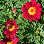 Argyranthemum Grand Daisy 30cm Pot