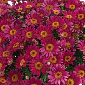 Argyranthemum 'Lollies' TM Berry Gummy 30cm Pot