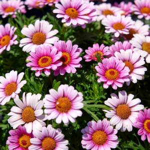 Argyranthemum 'Lollies' TM Marshmallow 15cm Pot