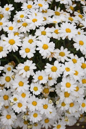 Argyranthemum 'Madeira White' 30cm Pot
