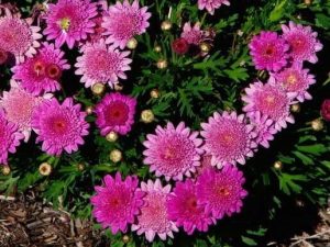 Argyranthemum 'Sassy Double Deep Rose' TM & PBR 15cm Pot