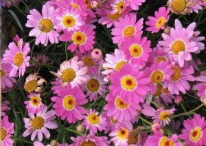 Argyranthemum Frutescens 17cm Pot