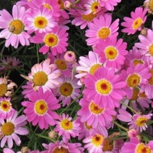 Argyranthemum Frutescens 17cm Pot