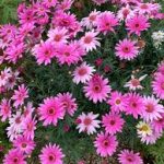 Argyranthemum 14cm Pot