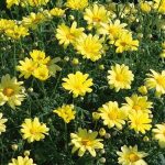 Argyranthemum Yellow 4lt
