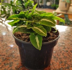 Arrow-Head-Wendlandii-14cm-Pot.jpeg Syngonium Wendlandii 14cm Pot