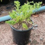 Asparagus Sprengeri 15cm Pot