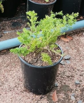 Asparagus Sprengeri 15cm Pot