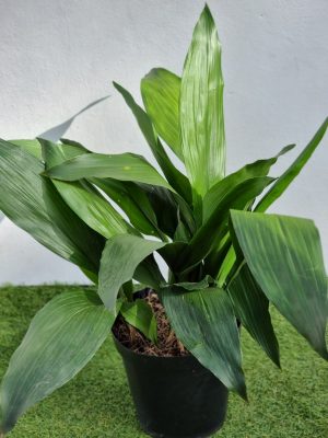 Aspidistra Elatior "Cast Iron Plant" 23cm Pot