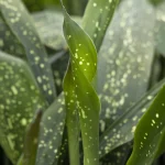 Aspidistra Elatior Spotted 10lt