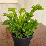 Asplenium Leslie 14cm Pot