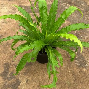 Asplenium Osaka 19cm Pot