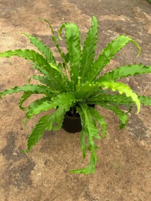 Asplenium Osaka 19cm Pot