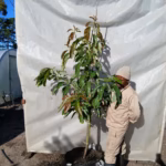 Avocado Fuerte 70lt