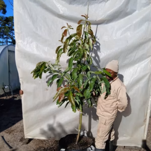Avocado Fuerte 70lt Avocado Fuerte 70lt