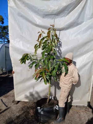 Avocado Fuerte 70lt