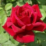 Rose Avon Red 5lt