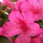 Azalea Magenta 10lt