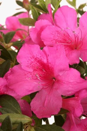 Azalea Magenta 10lt