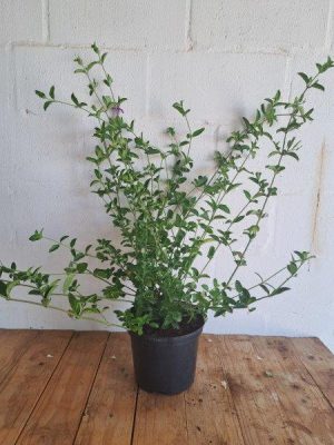 Baleria Purple Prince 21cm Pot