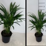 Areca Palm 15cm Pot (Bamboo Palm)