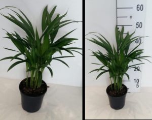 Areca Palm 15cm Pot (Bamboo Palm)