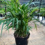 Areca Palm 35cm Pot (Bamboo Palm)