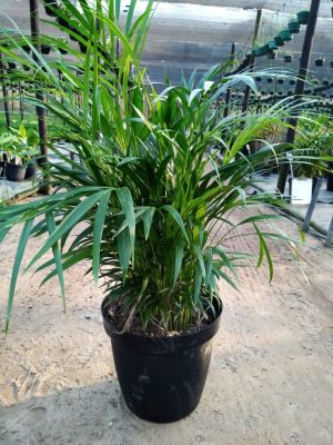 Areca Palm 35cm Pot (Bamboo Palm)
